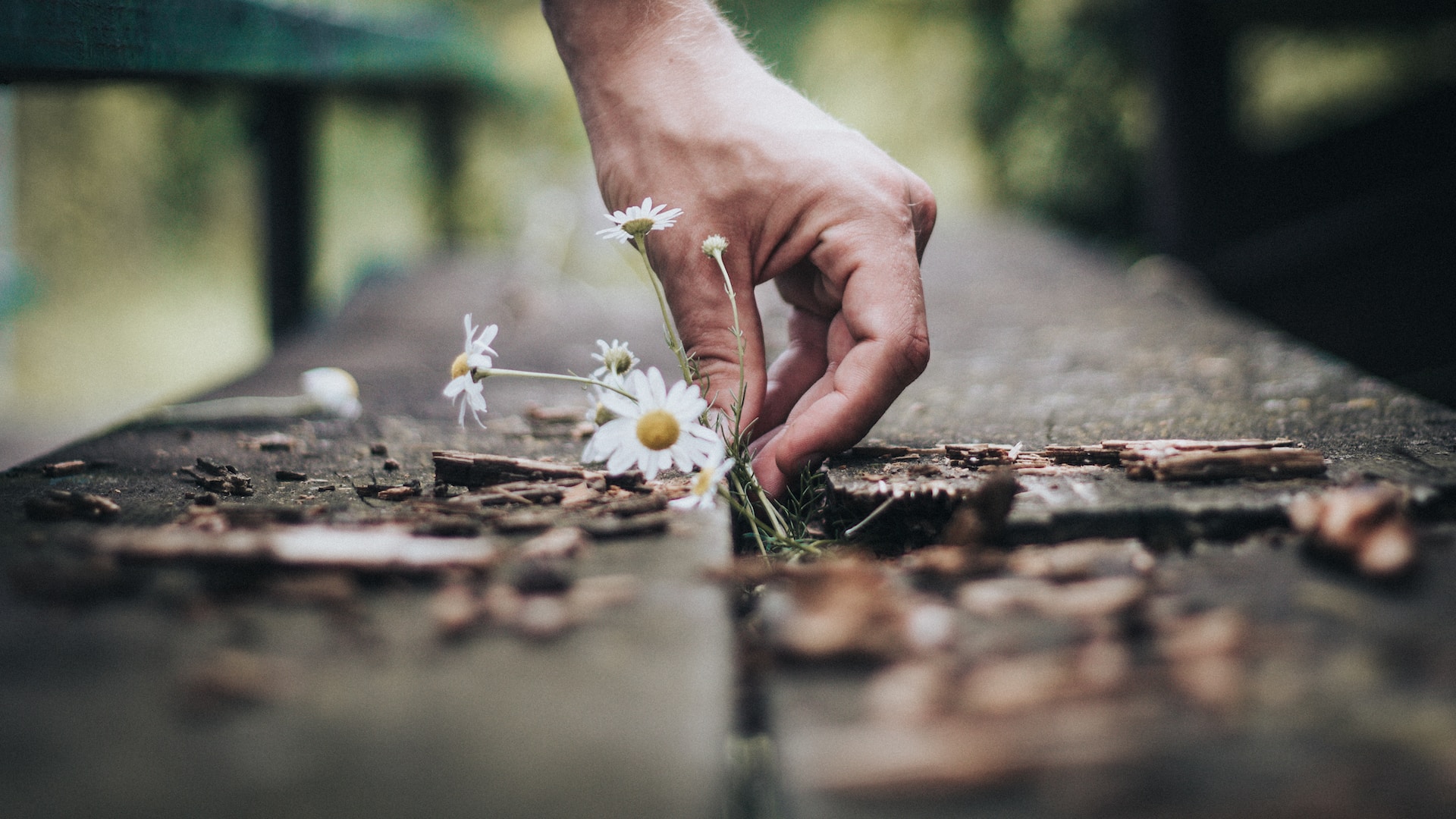 andrik-langfield-fnEpuAjUx1w-unsplash femalel hormones homeopathy